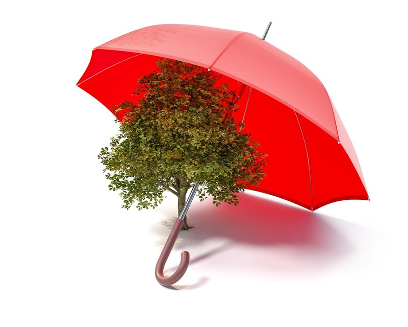 Sustainable Forest