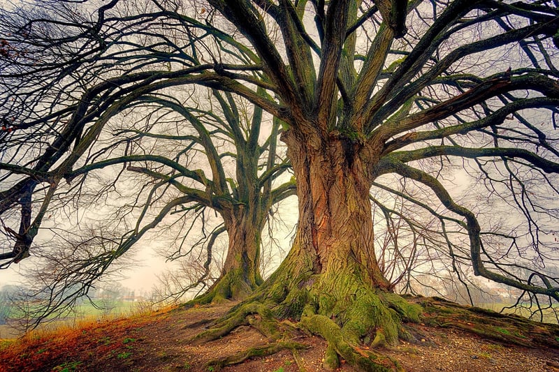 Nature and Wood